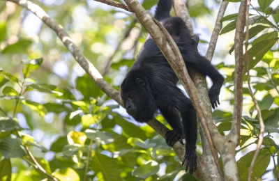 Howler Monkey Belize 2022